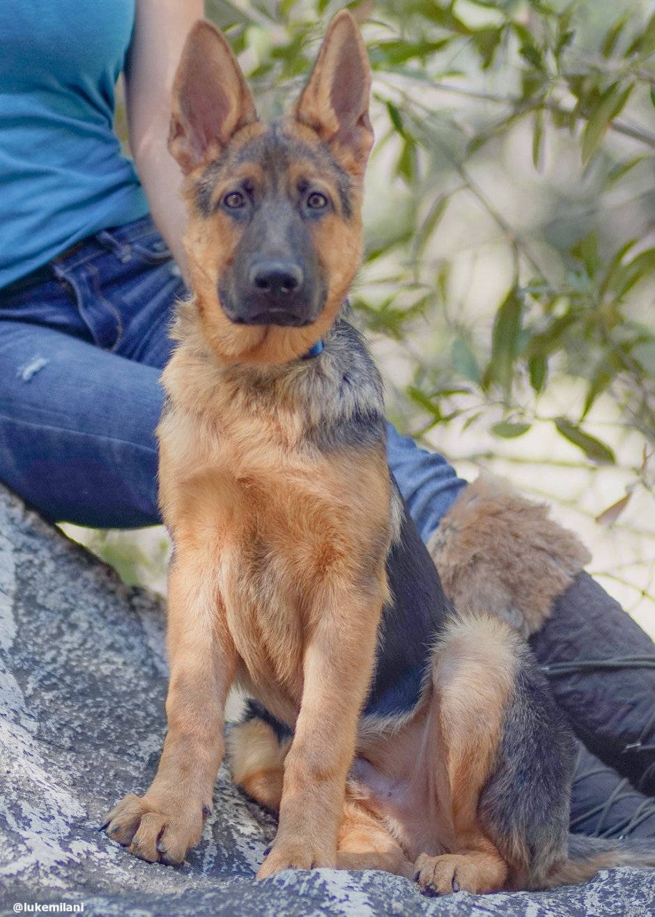 Стрижка лайки