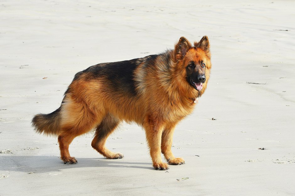 Старотипная длинношерстная немецкая овчарка