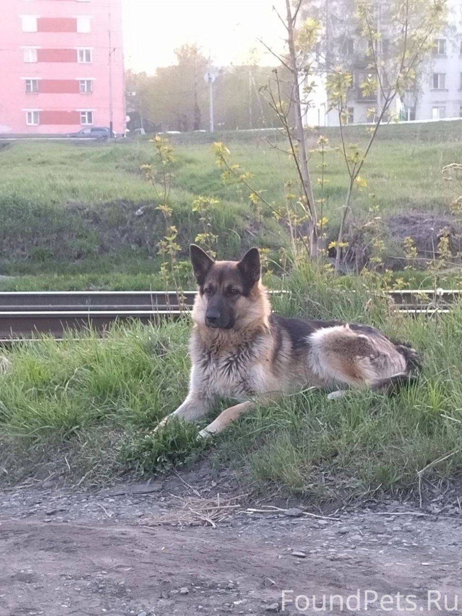 Дегенеративная миелопатия у собак