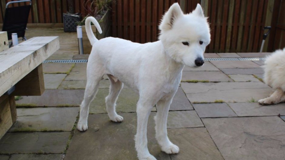 Немецкая овчарка Макс