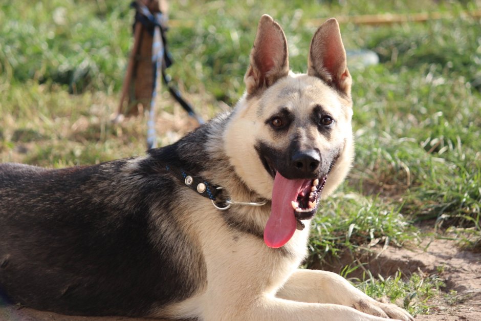 Лысый хаски