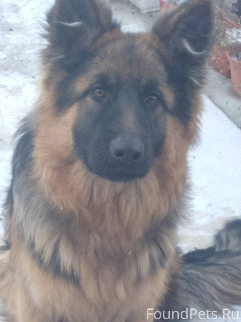 Обстриженный хаски