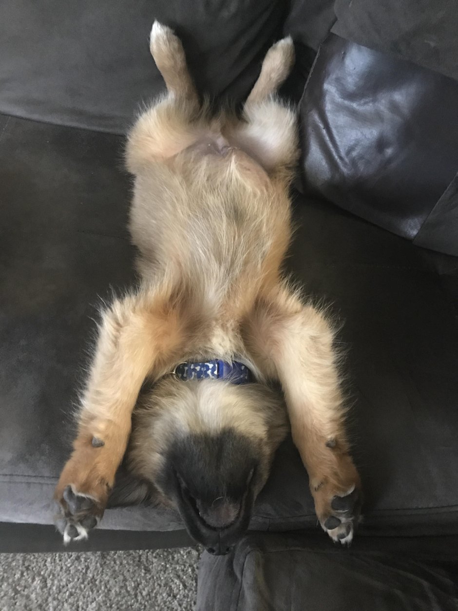 Немецкая овчарка босс