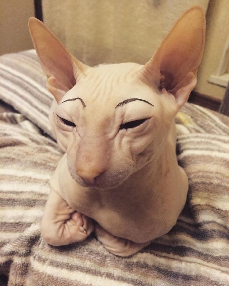 Смешные лысые коты