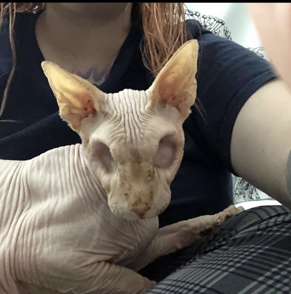 Кошка сфинкс с короной