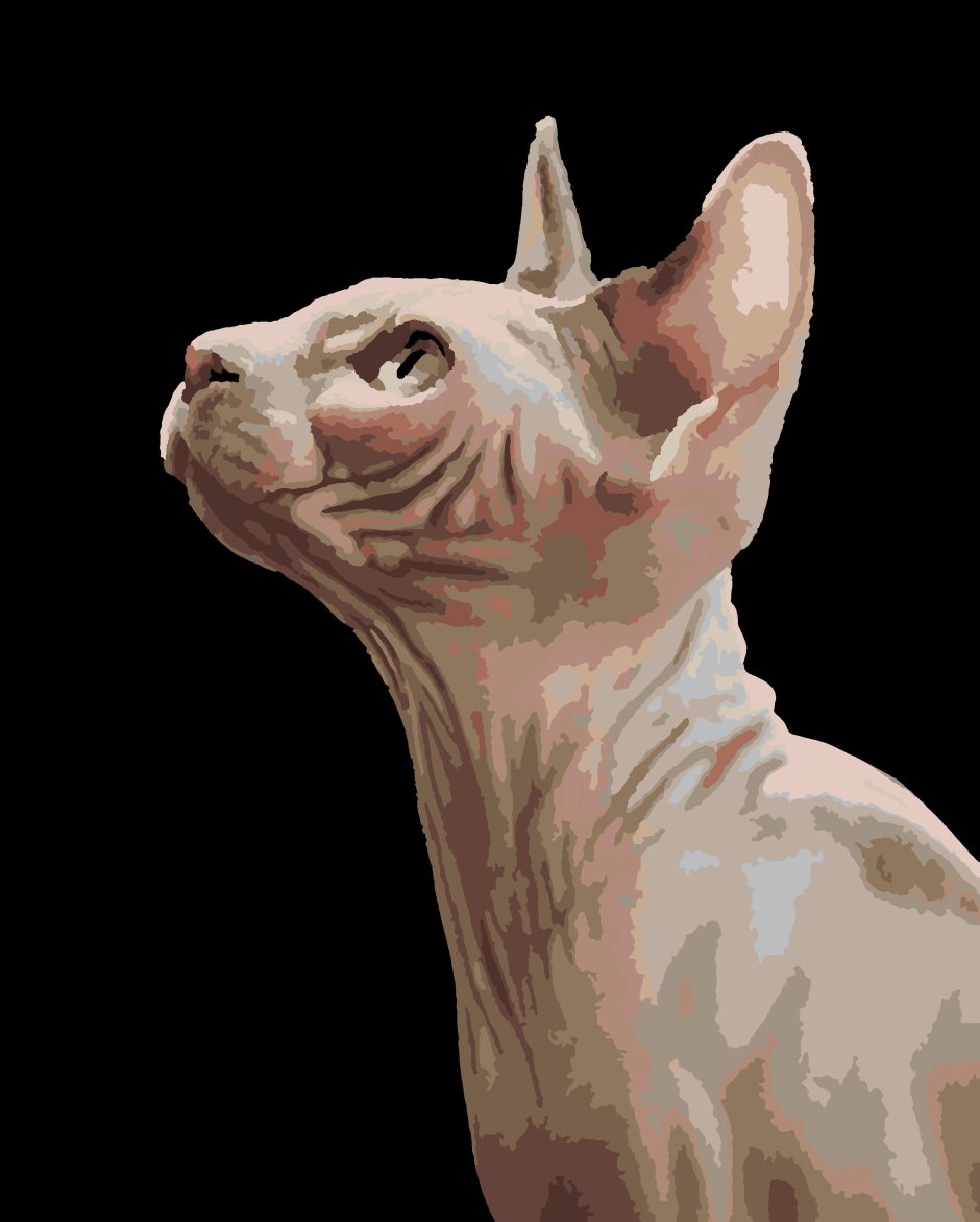 Кошка сфинкс сбоку