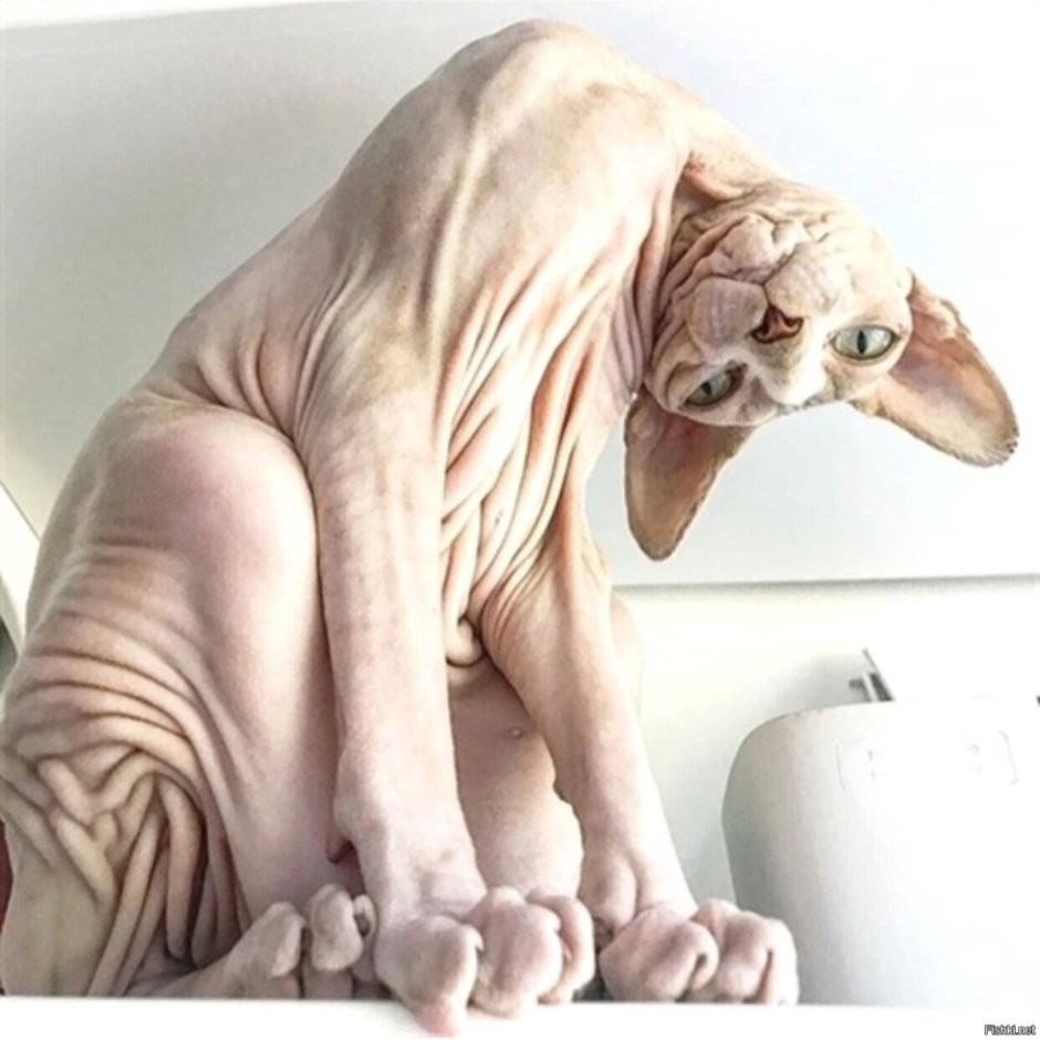 Смешной кот сфинкс
