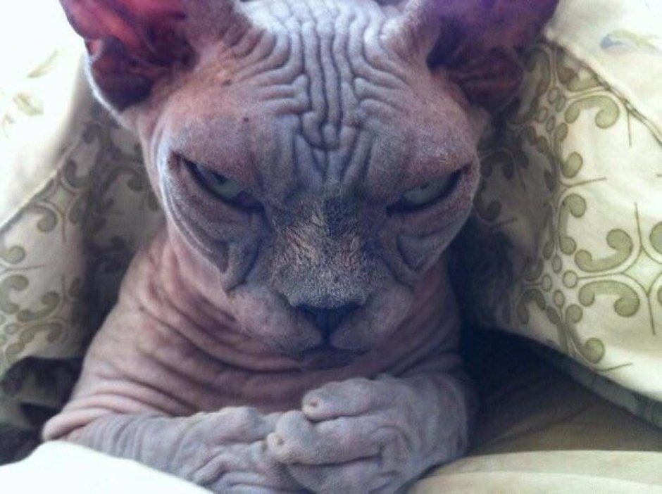 Сфинкс кот добрый