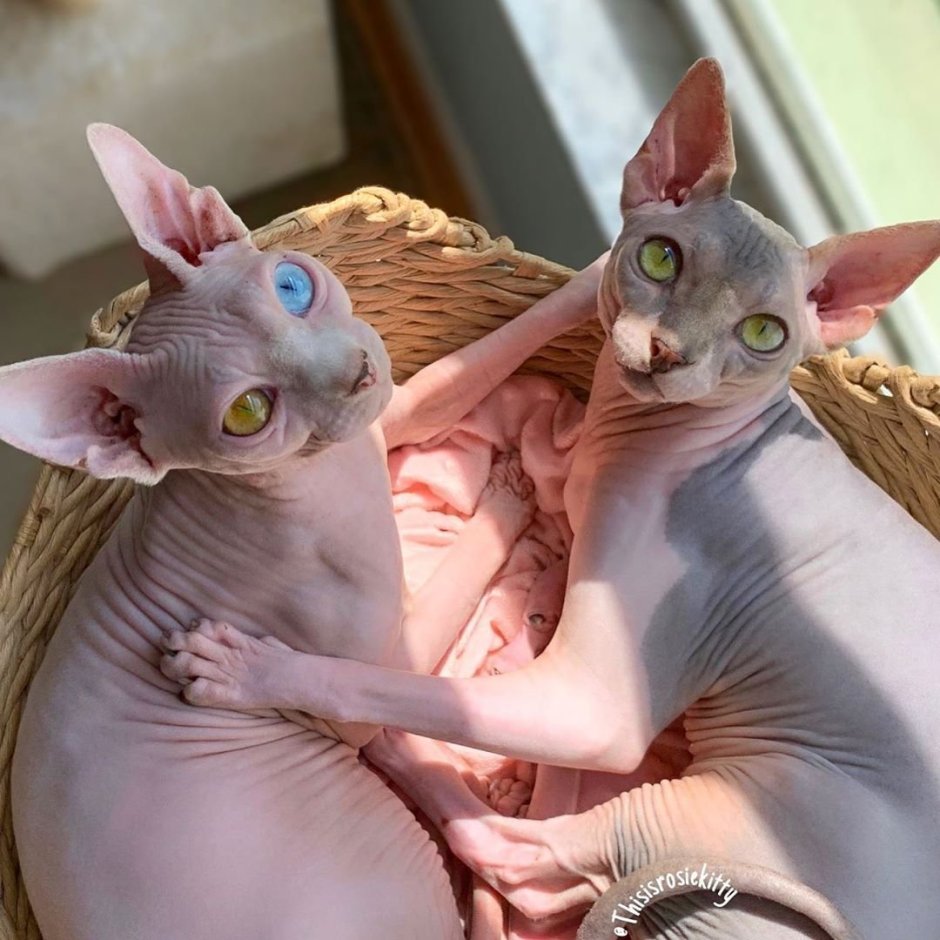 Сфинкс эскиз