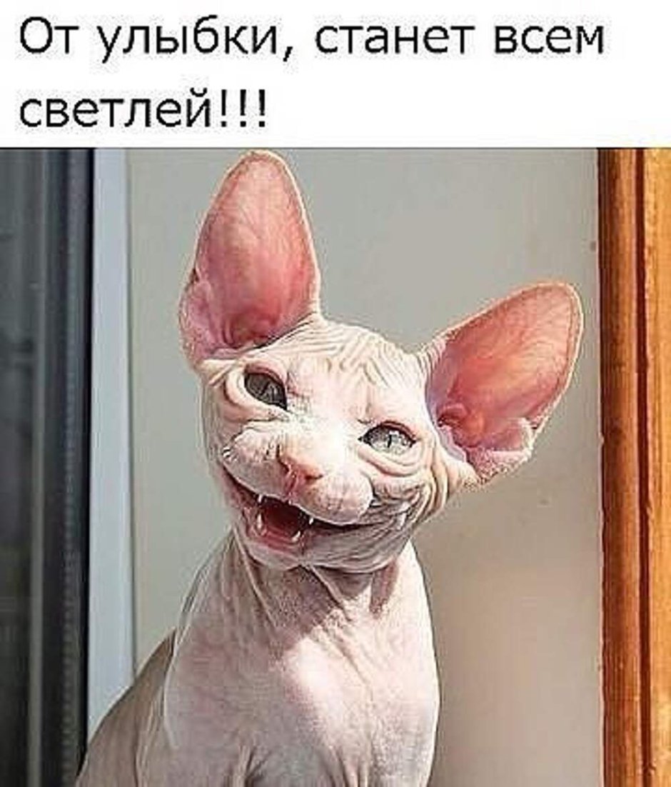 Сфинкс кошка тату эскиз