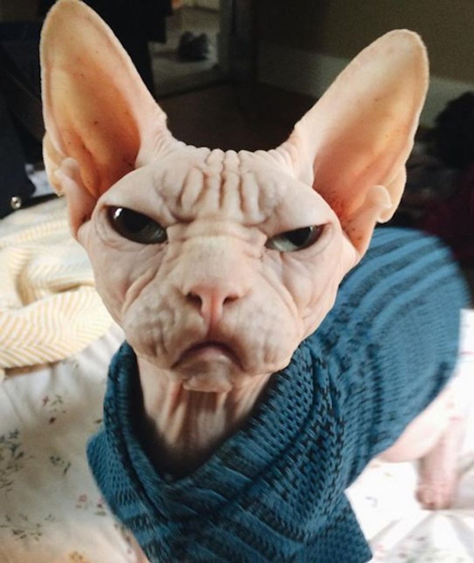 Сфинкс кошка фото
