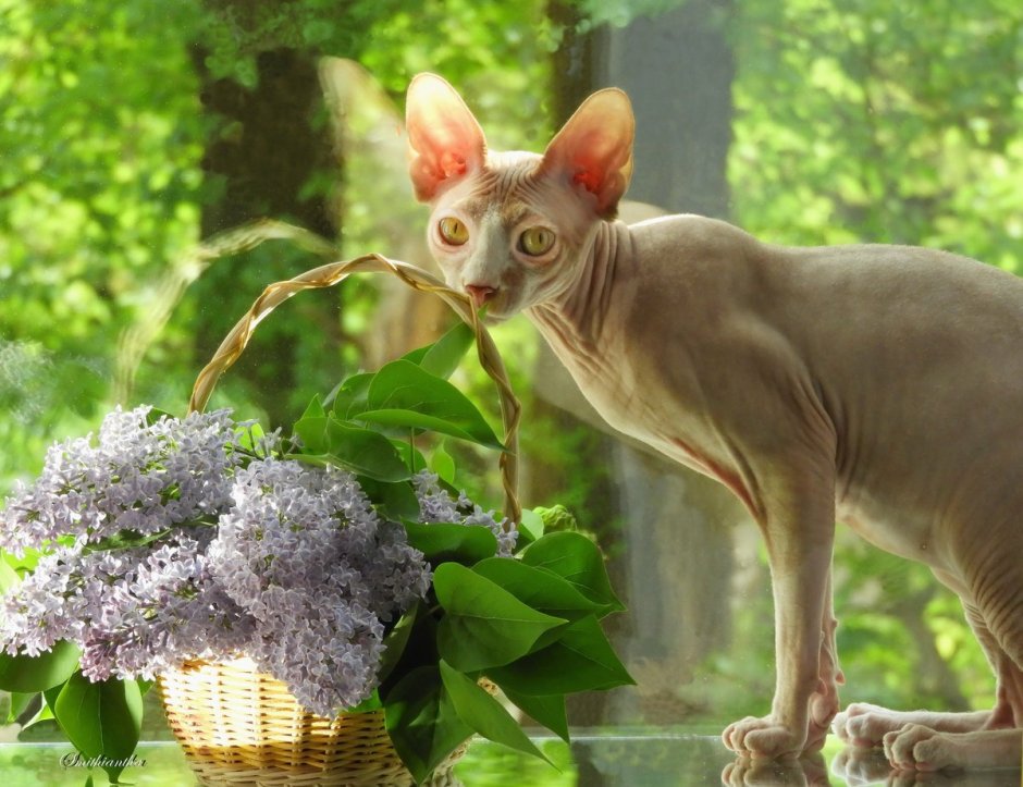 Сфинкс кошка