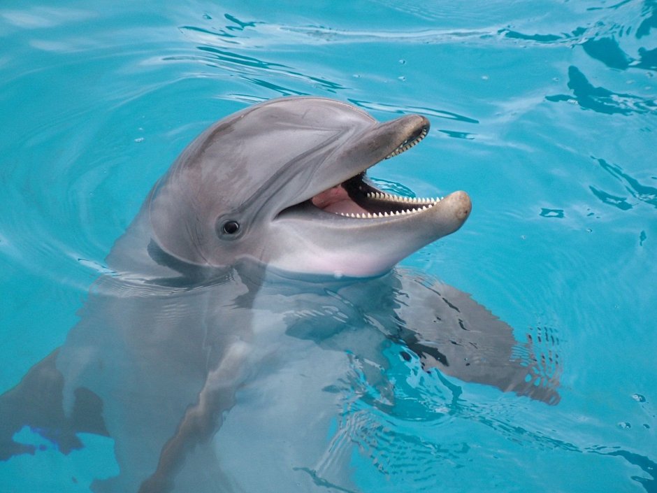 Дельфин Гектора Cephalorhynchus hectori