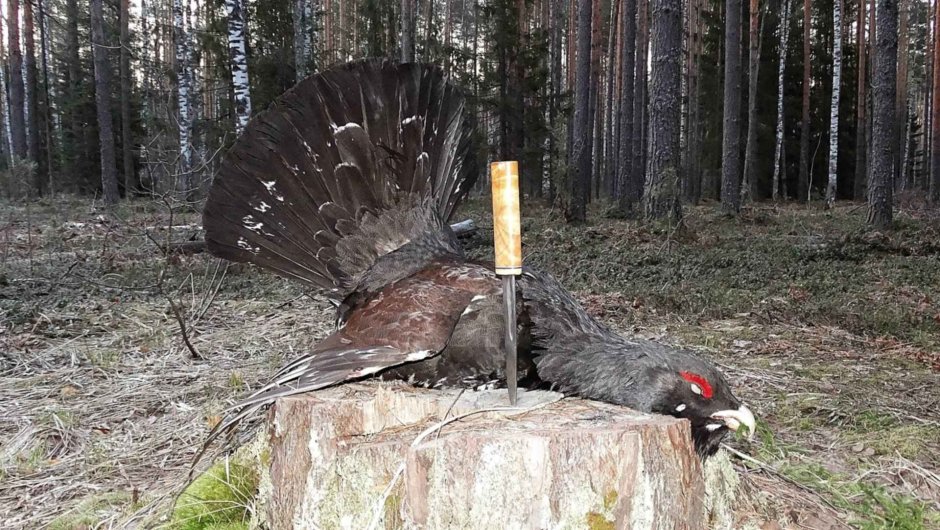 Тетерев на дереве