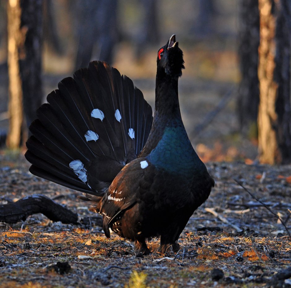 Каменный Глухарь (Tetrao parvirostris)