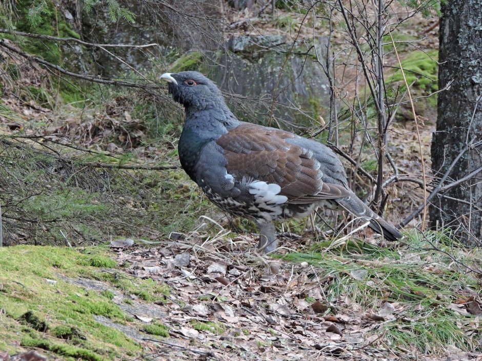 Глухарь (Tetrao urogallus)