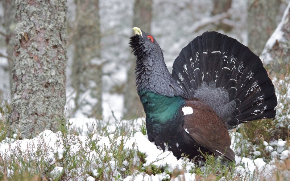 Глухарь (Tetrao urogallus)