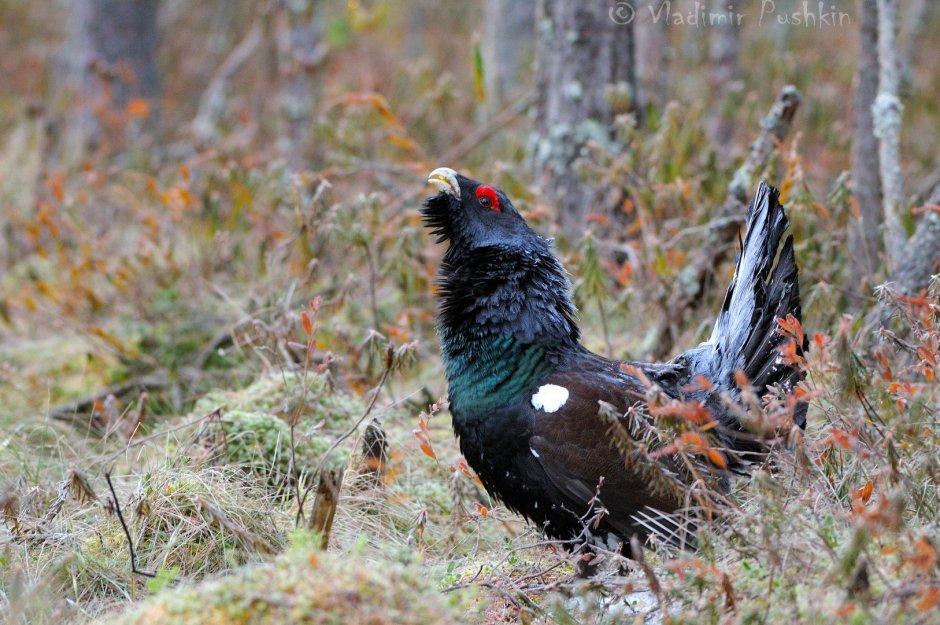 Глухарь (Tetrao urogallus)