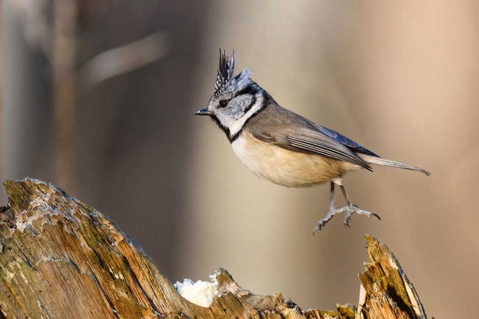 Хохлатая синица (Lophophanes cristatus