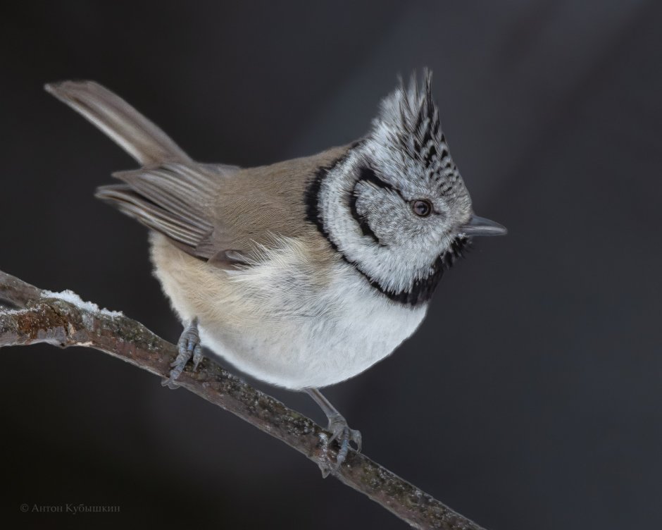 Хохлатая синица (Lophophanes cristatus