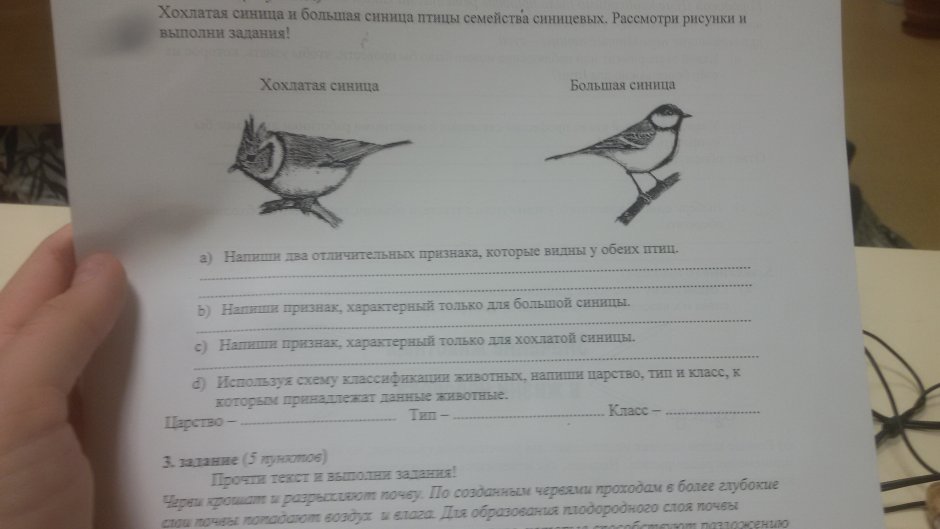 Titmouse Мем