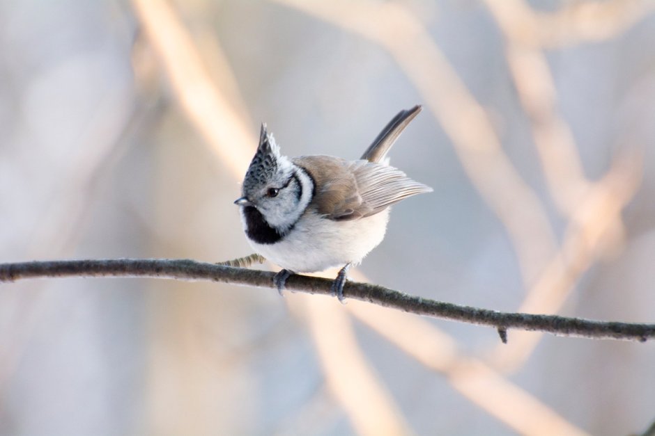 The European Crested tit, or simply Crested tit (Lophophanes cristatus)