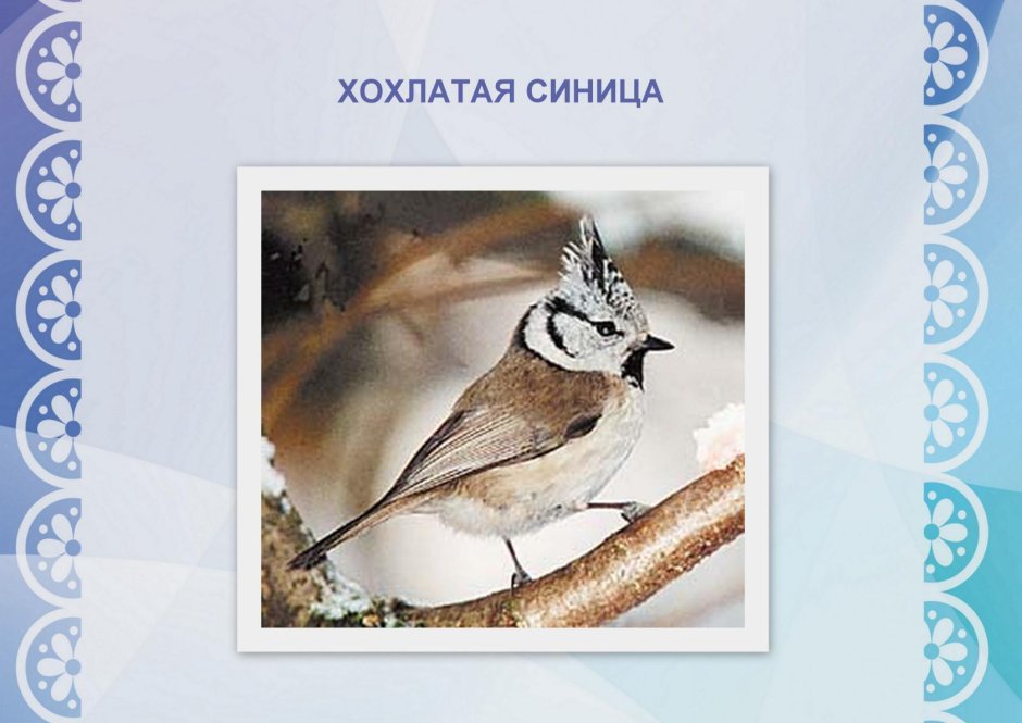 Хохлатая синица ТИТМАУС