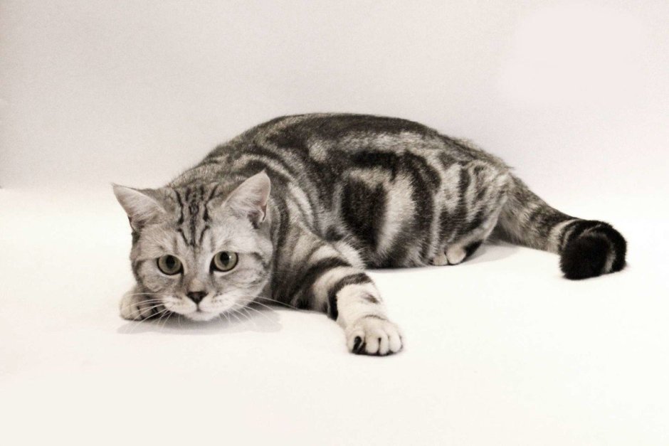 Шотландская вислоухая кошка страйт