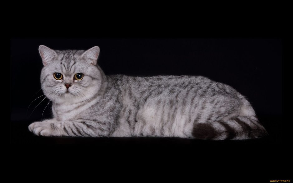 Британская кошка табби