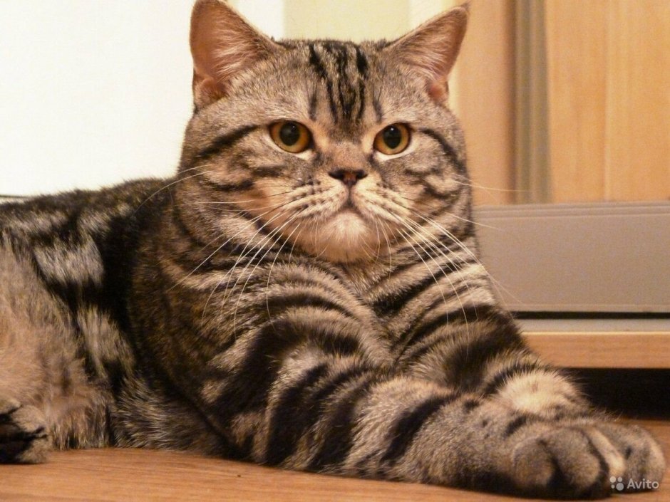 Скоттиш-страйт Шотландская прямоухая