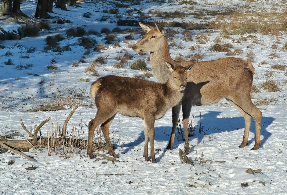 Косуля на Байкале