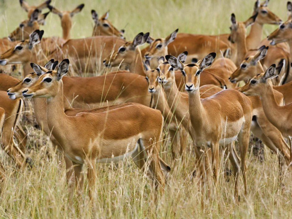 Масаи Мара Impala