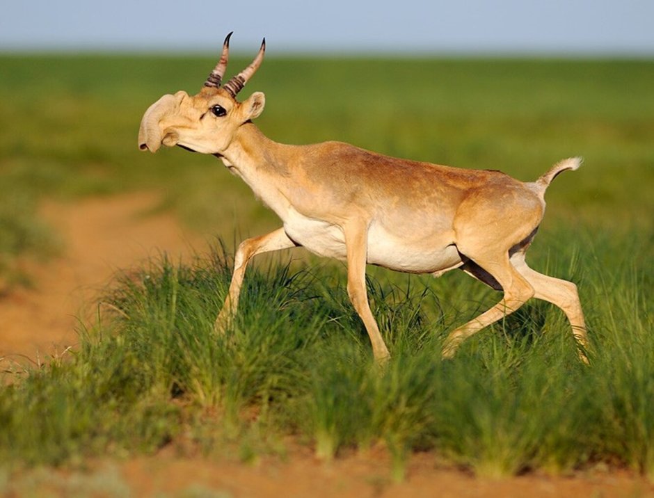 Сайгак Saiga tatarica