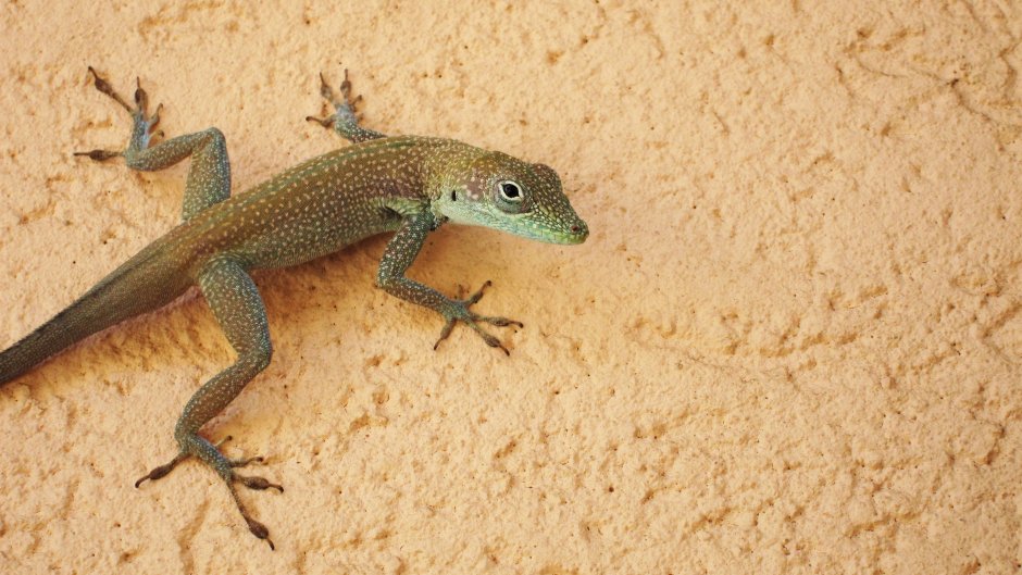 Lizard Legs