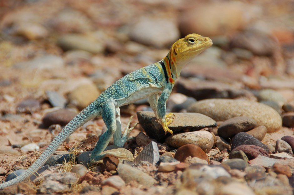 Sphaerodactylus ariasae (геккон)