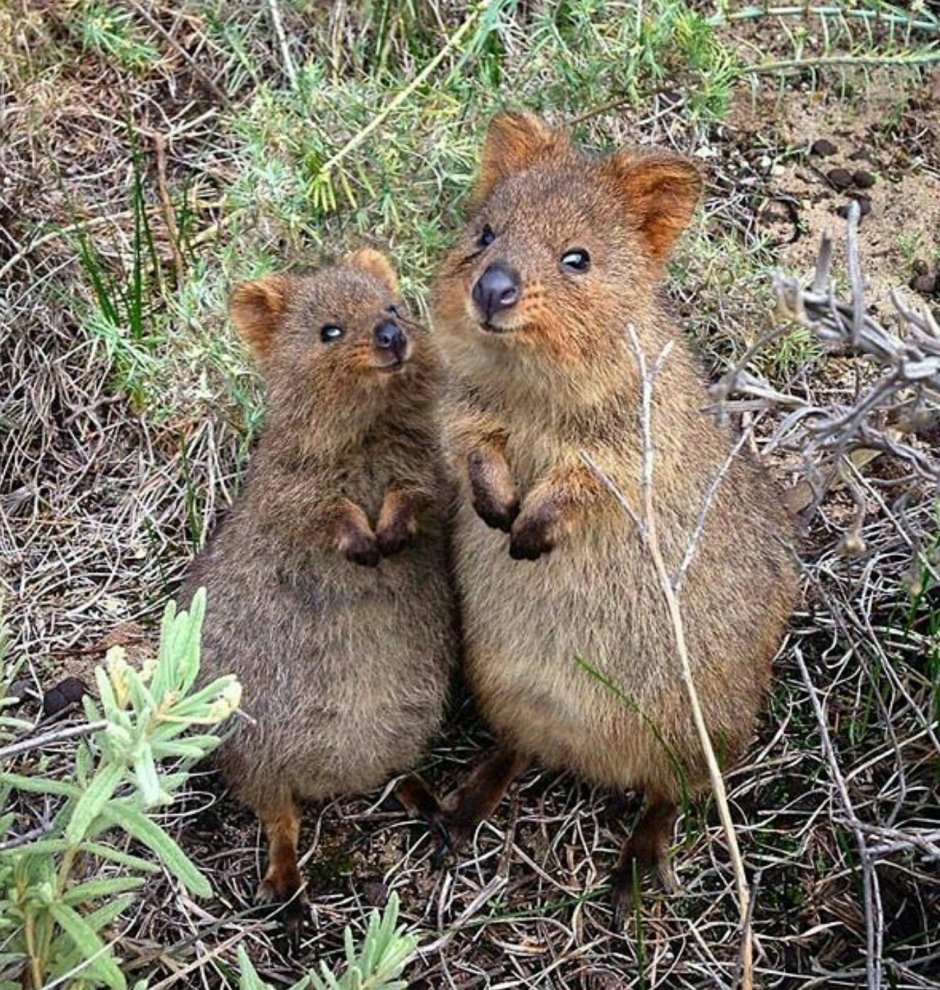 Зверек Quokka