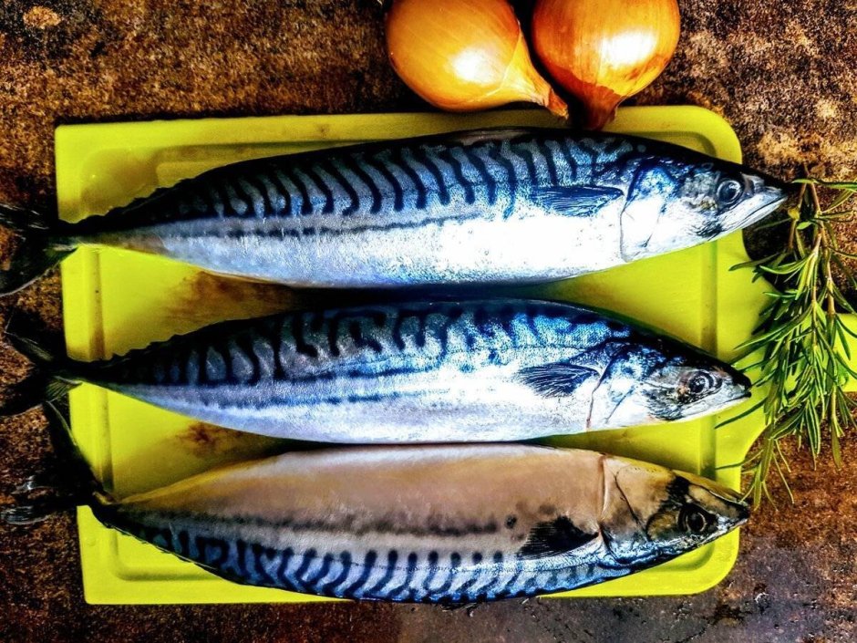 Скумбрия свежемороженая