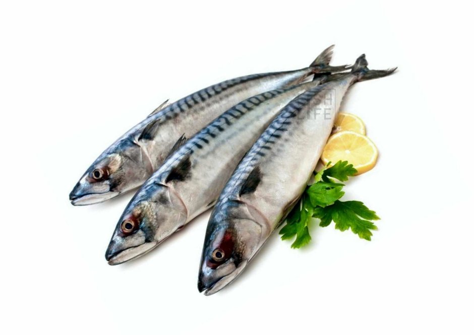 Скумбрия свежемороженая