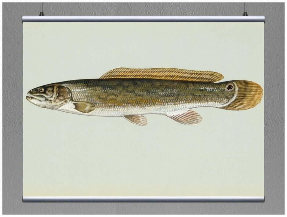 Ильная рыба в России