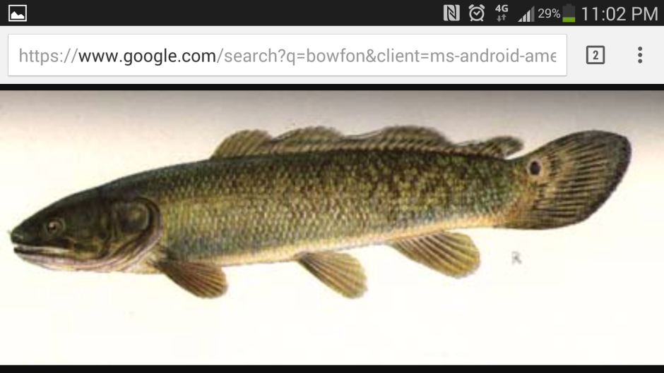 Боуфин рыба древняя