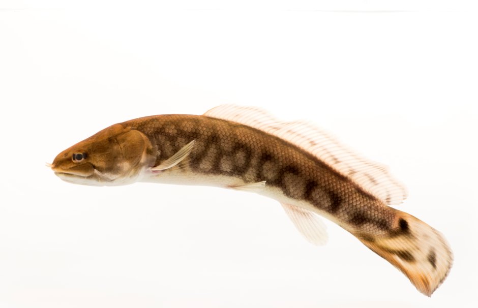 Russian Caviar Malossol икра черная