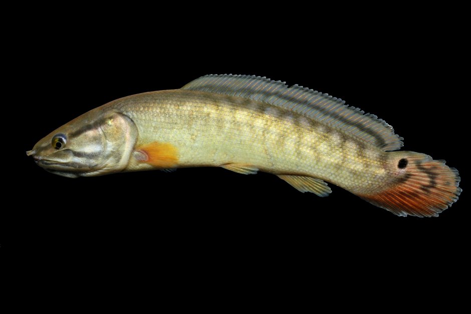 Нора североамериканской рыбы Амия