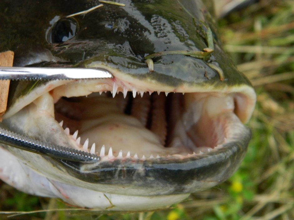 Bowfin рыба