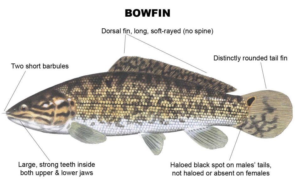 Freshwater Fish of America