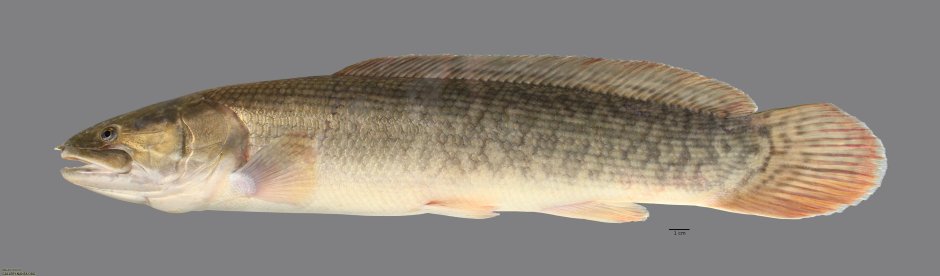 Ильная рыба фото