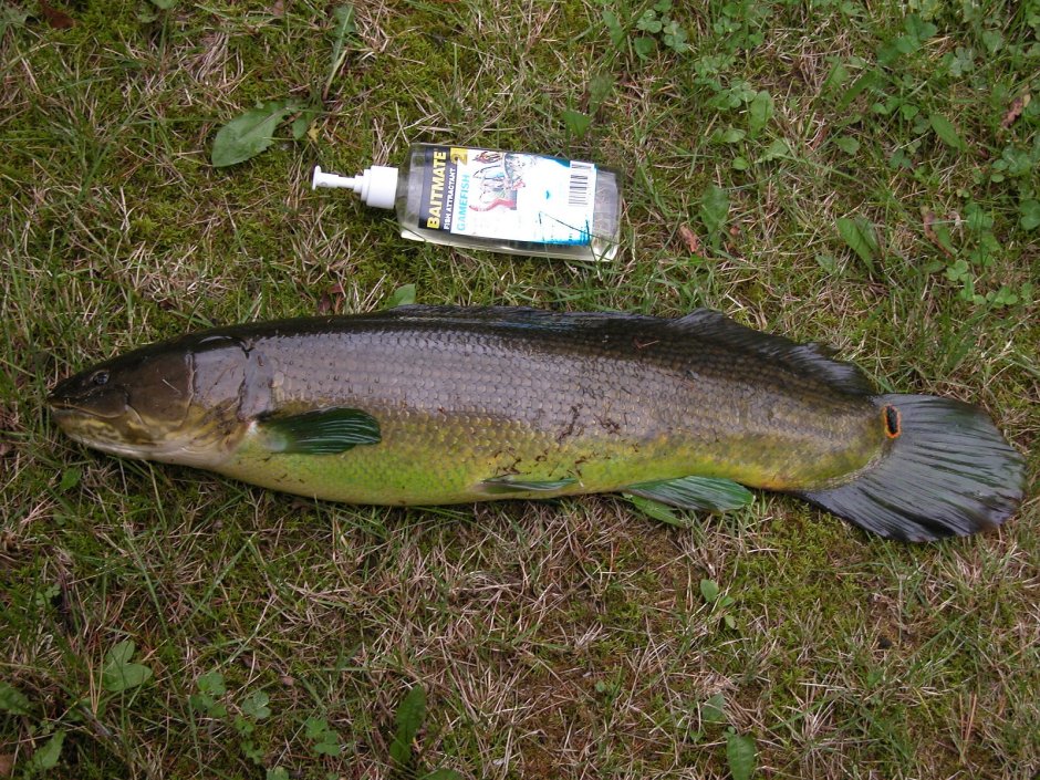 Боуфин рыба древняя