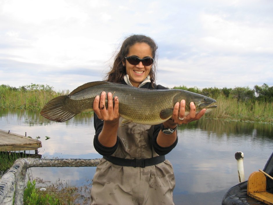 Боуфин рыба Википедия