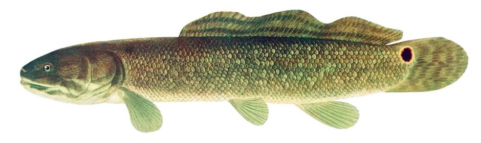 Налим Дальневосточный