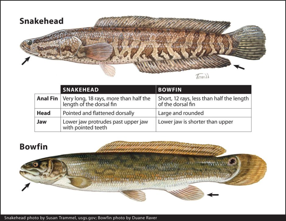 Bowfin перевод с английского на русский