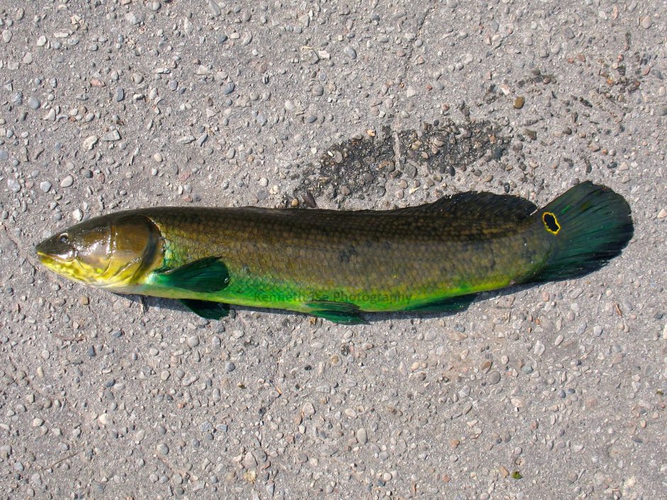 Амия рыба фото